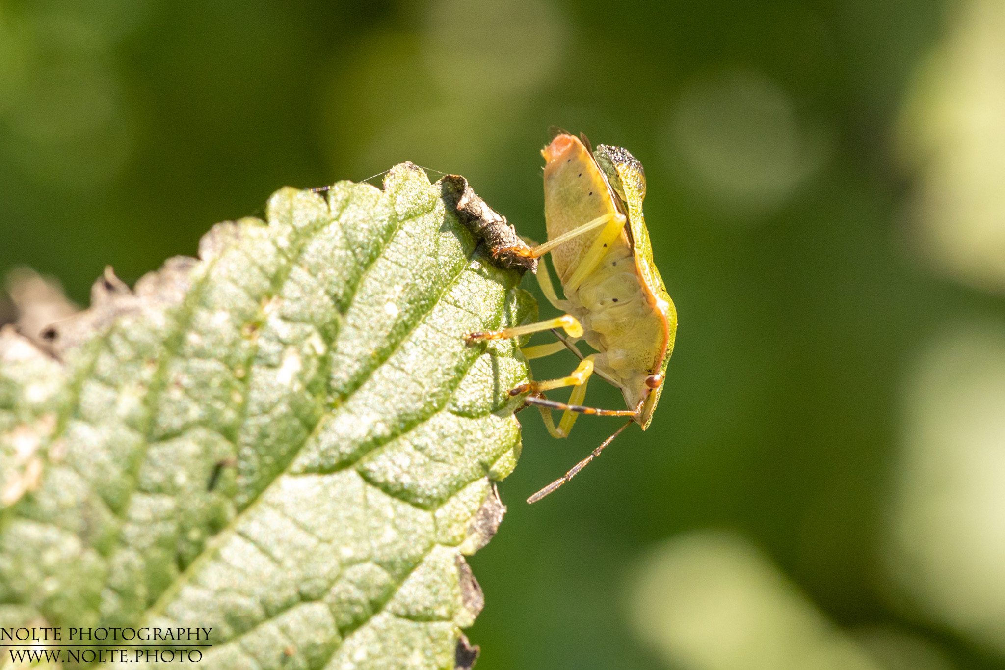Wanze mit beschädigter Flügeldecke